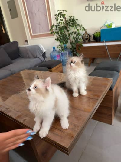 ragdoll kittens