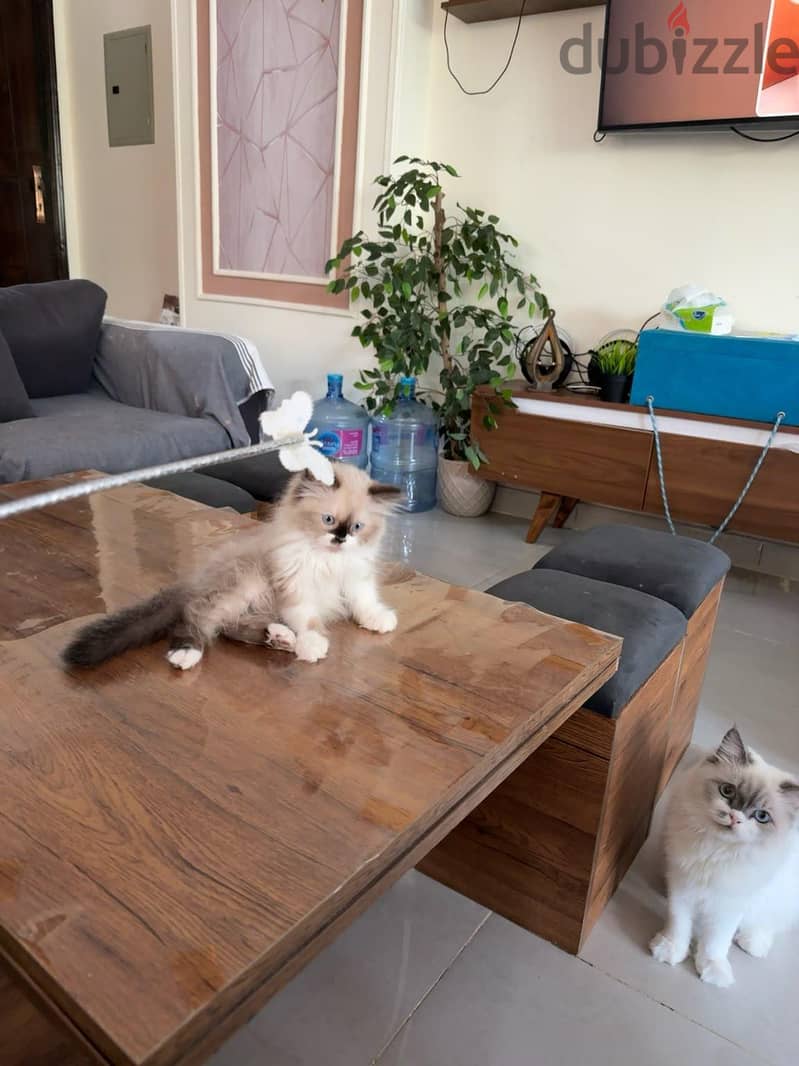 ragdoll cats 6