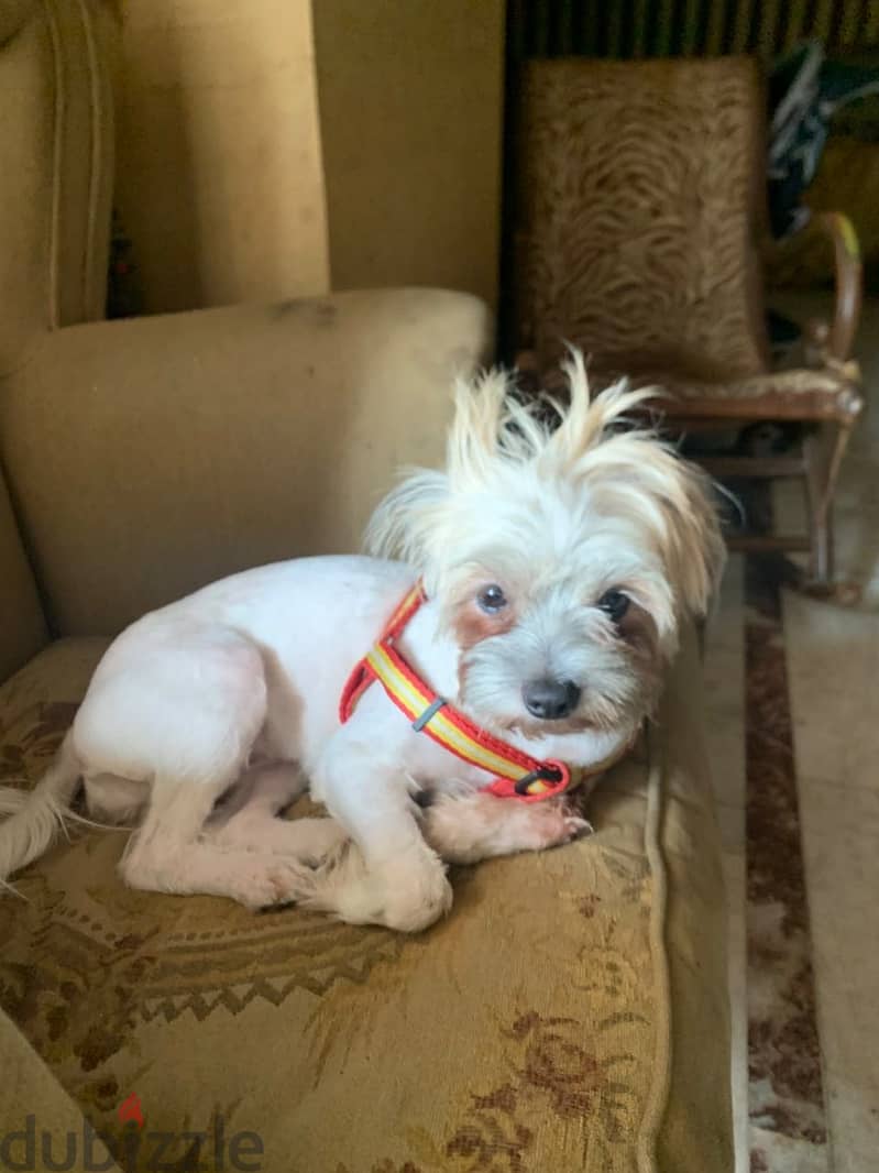 Dog for sale 1