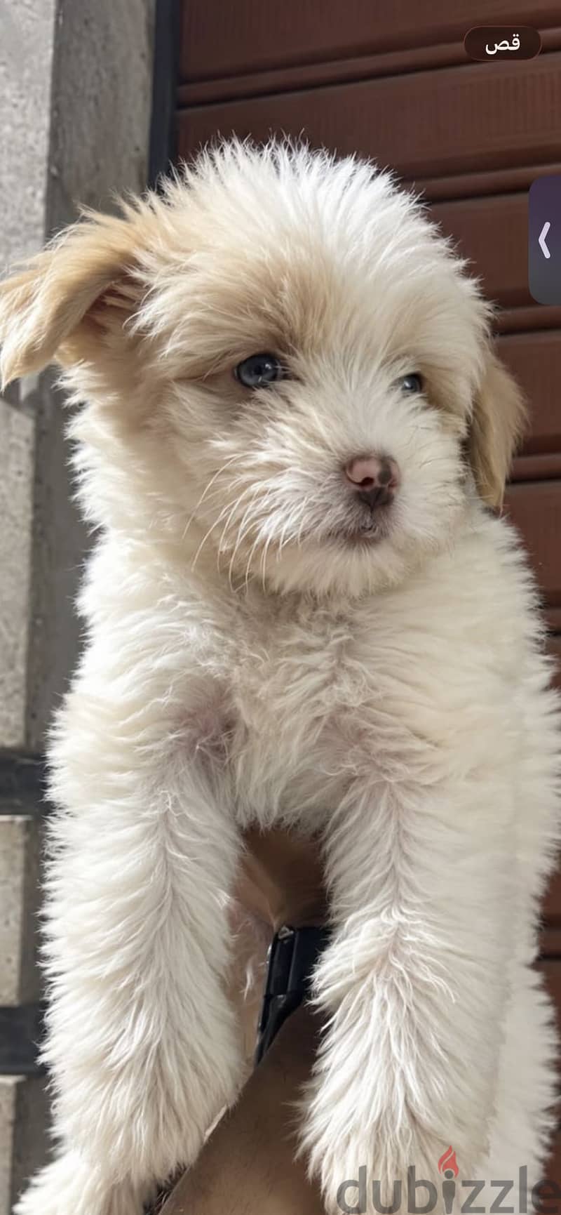 Havanese Mix Shih Tzu 1