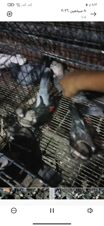 حمام ازرق قطيفه