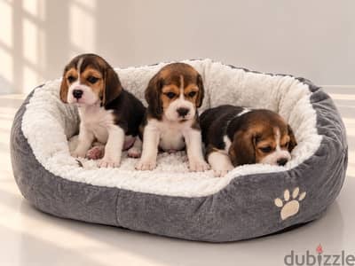 Beagle puppies