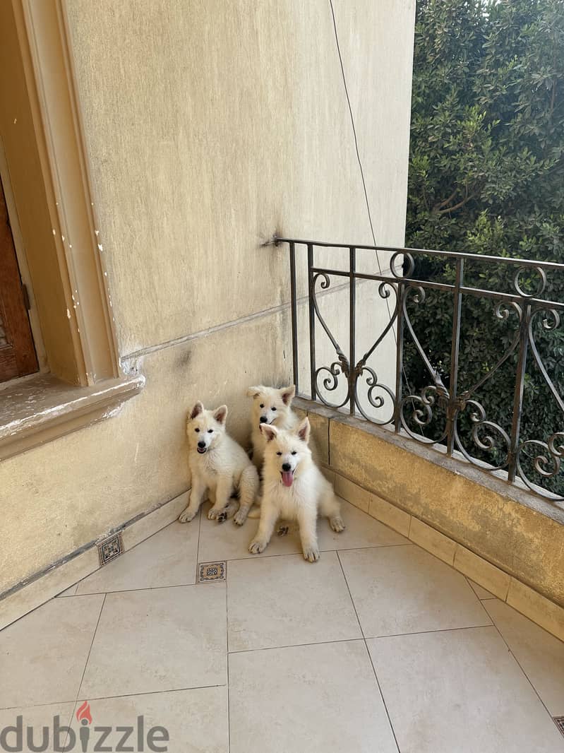White German shepherd 1