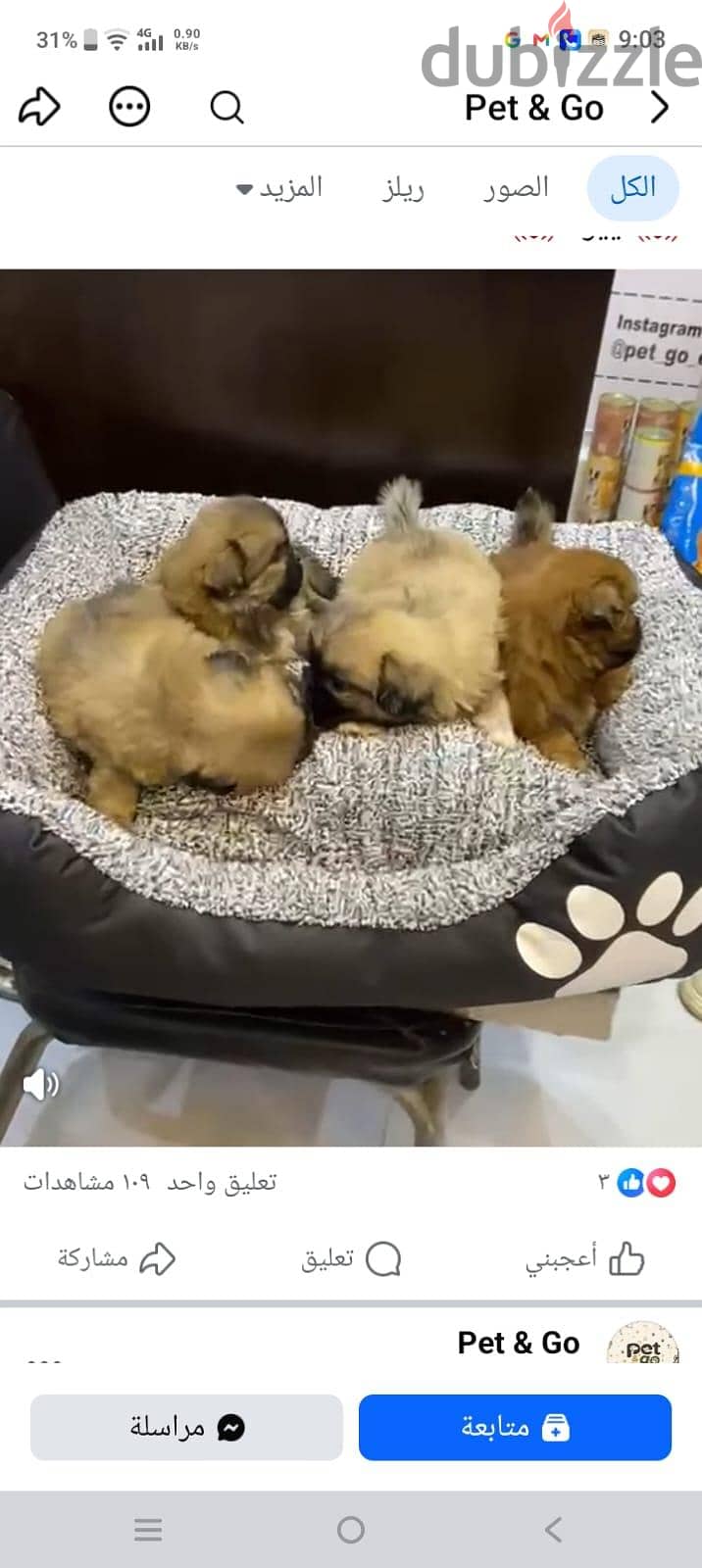 Adorable Pekingese Puppies Available! 1
