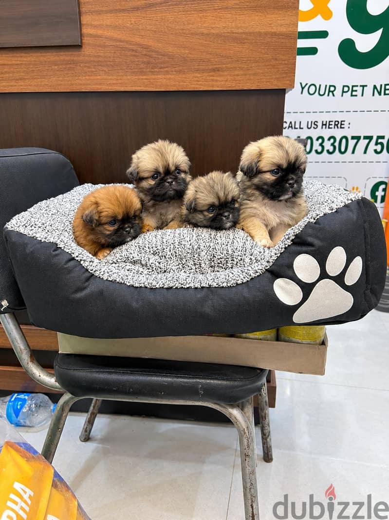 Adorable Pekingese Puppies Available! 3