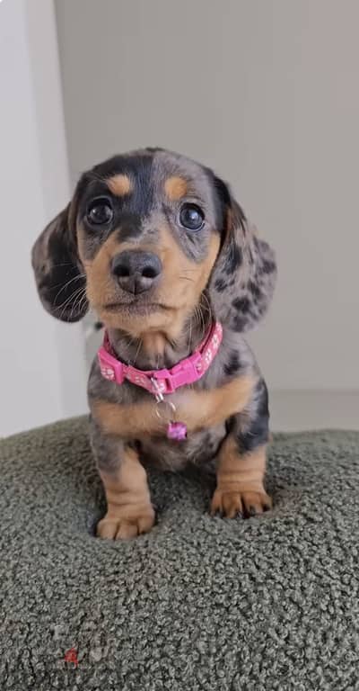 Dachshund puppy داتشهاوند داتش هاوند