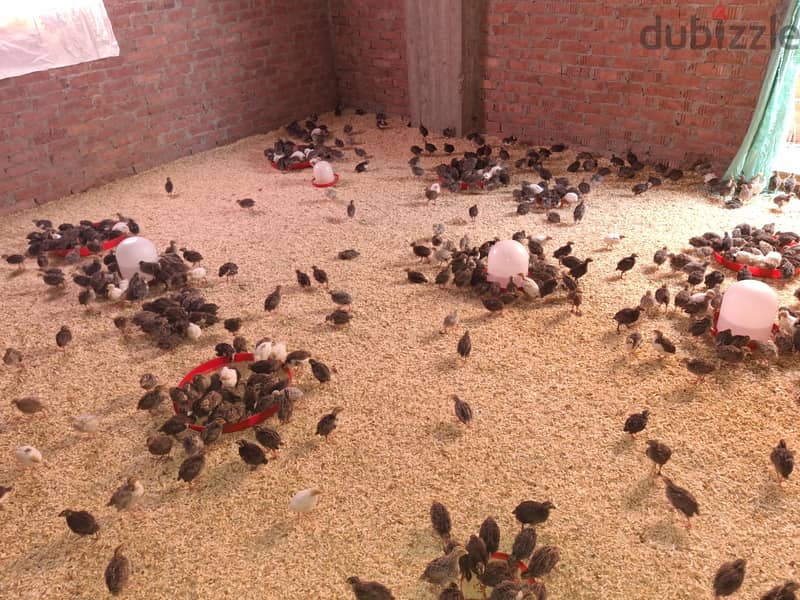 سمان  للبيع 4