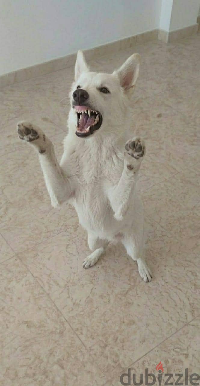 وايت جيرمن ولد وبنت 4