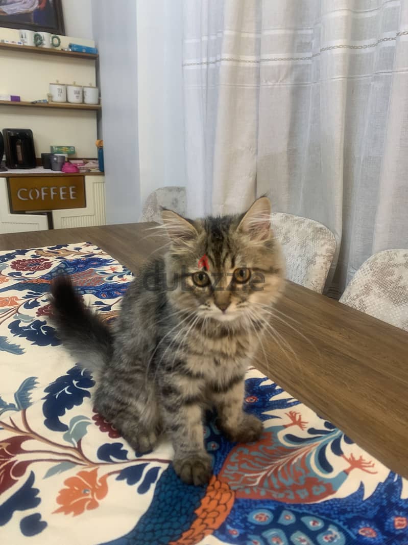Male cat 1