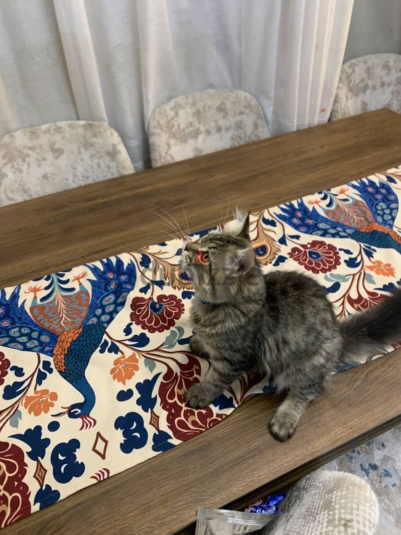 Male cat 2