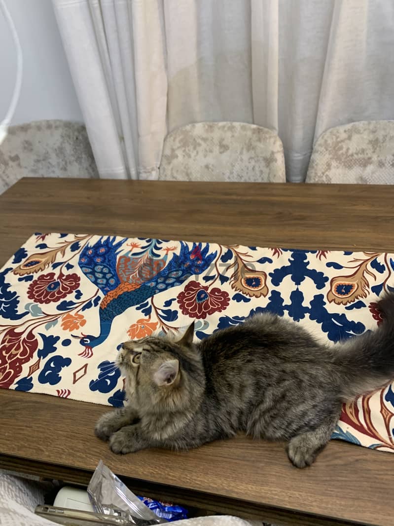 Male cat 3