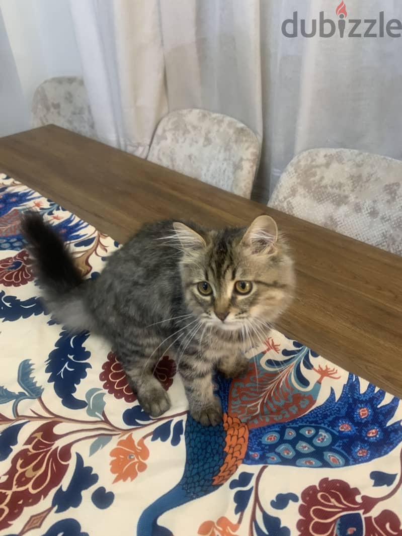 Male cat 4