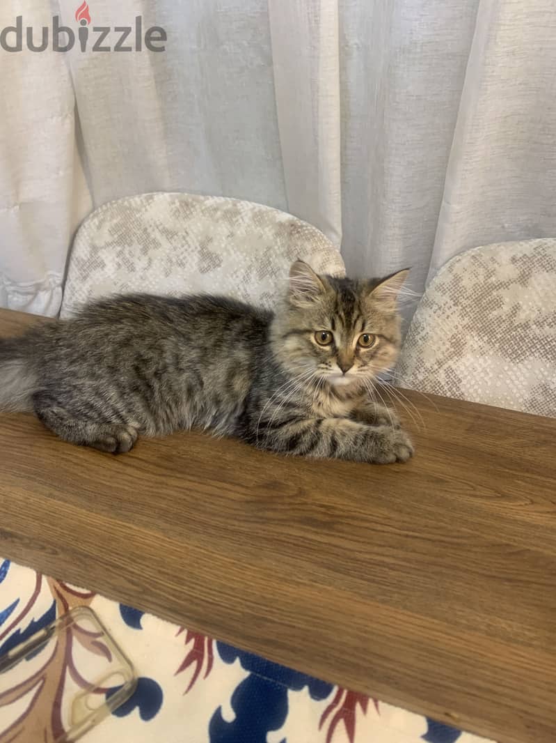 Male cat 5