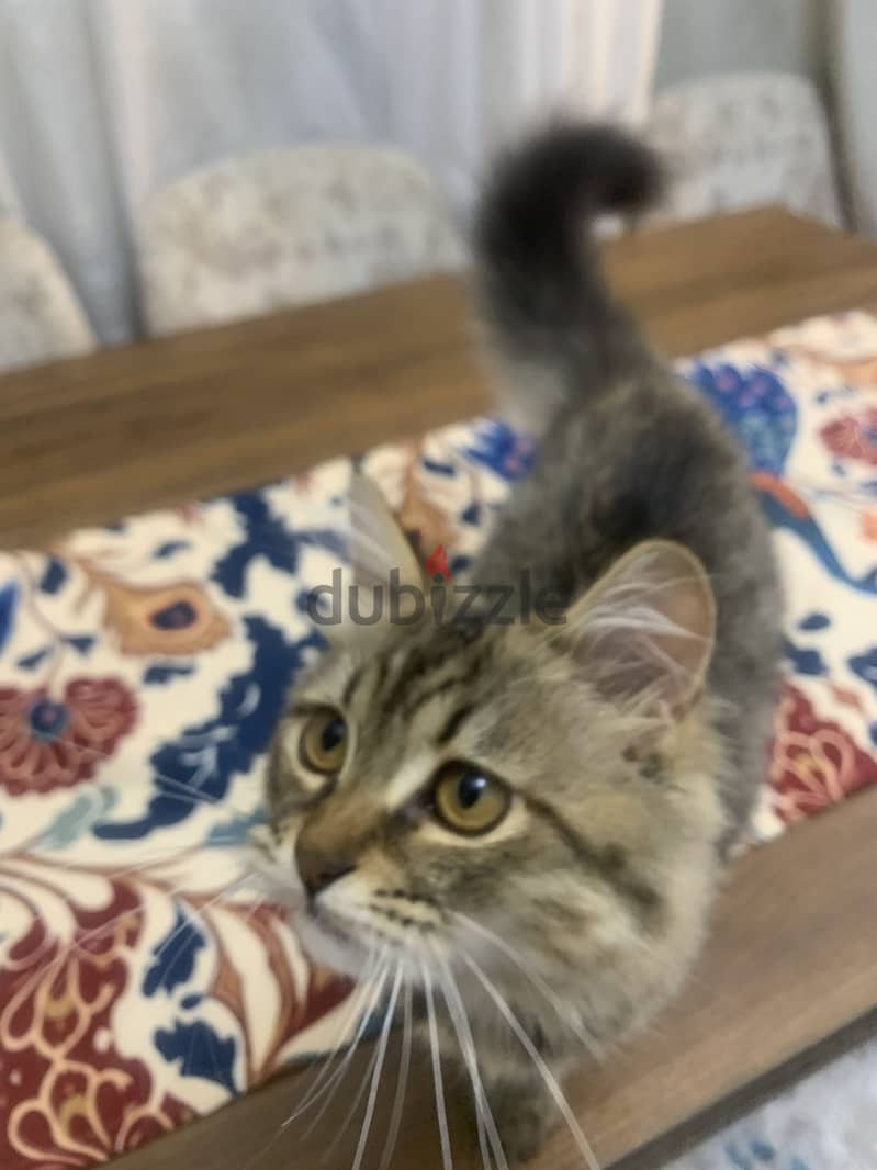Male cat 6