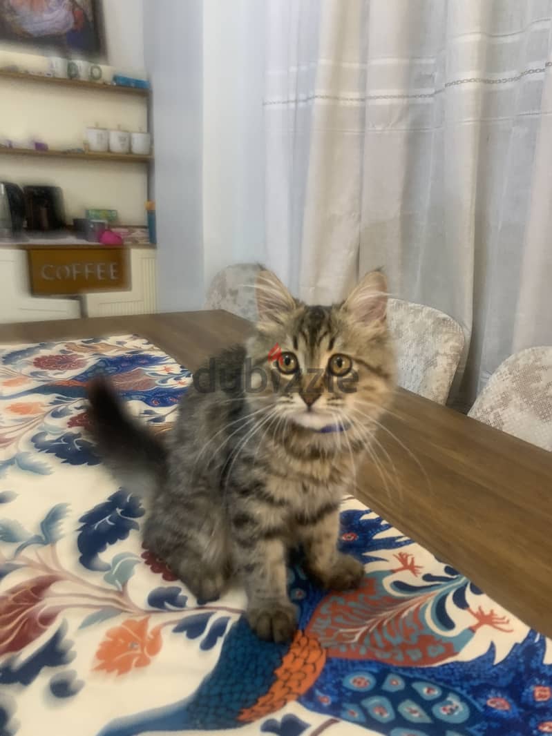 Male cat 7