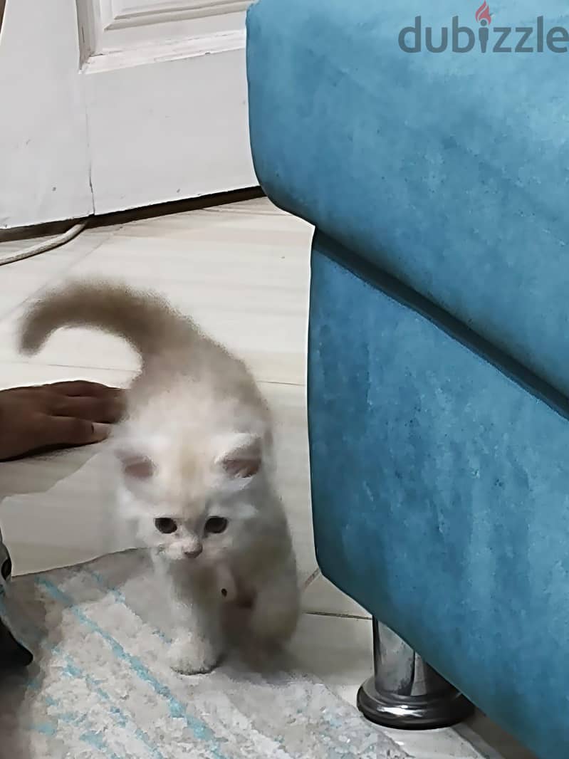 قطة للبيع 1