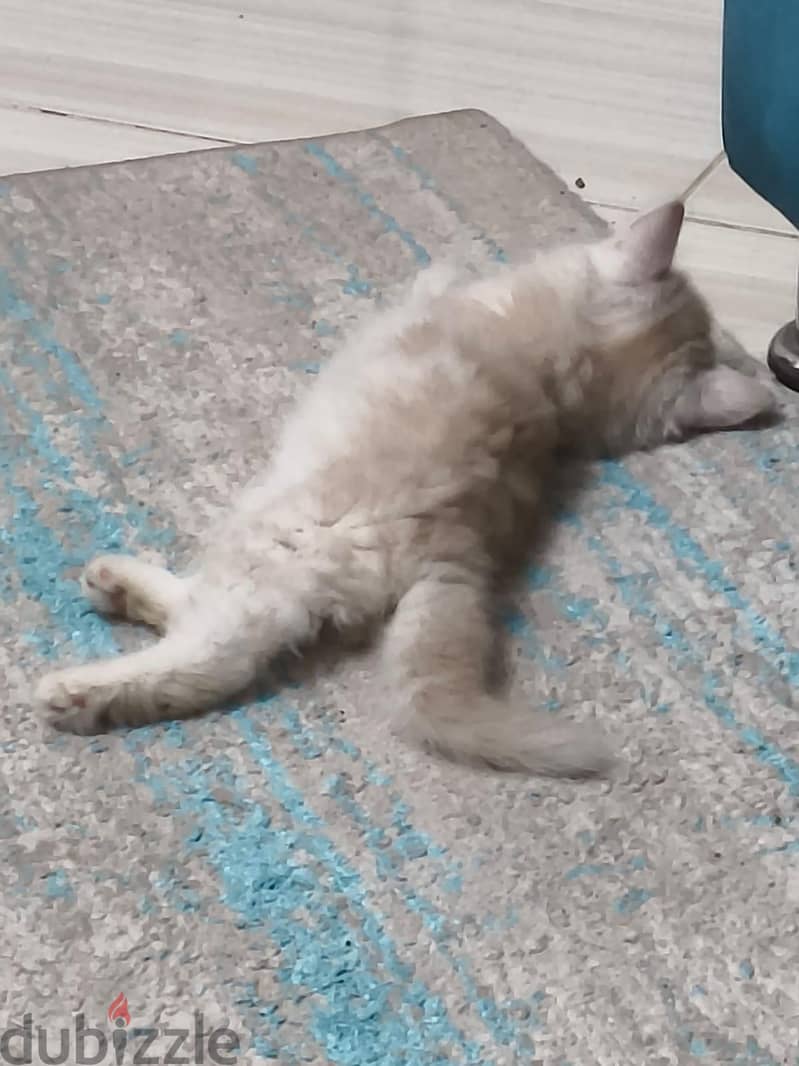 قطة للبيع 3