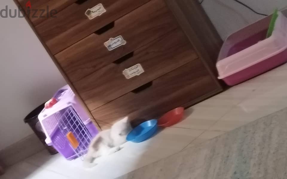 قطة للبيع 4