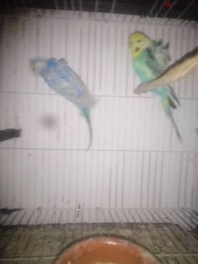 خش وشوف