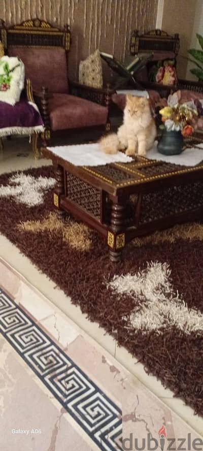 قطط منزليه للبيع ؟. . . . . . .