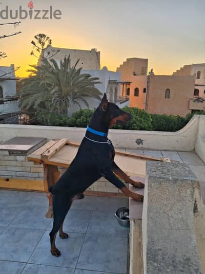 dober man
