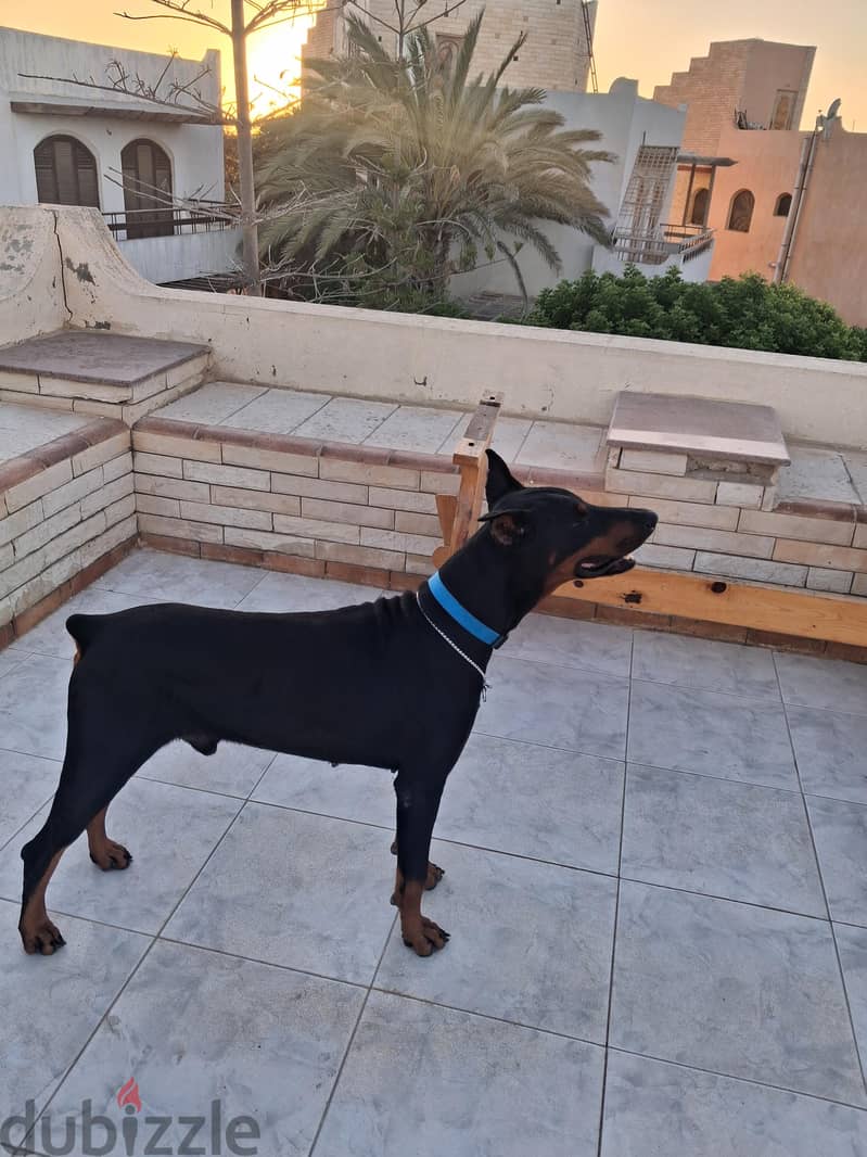 dober man 1