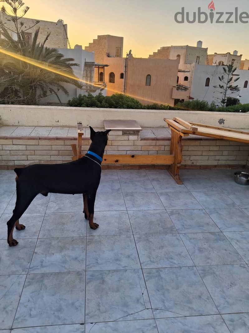 dober man 2