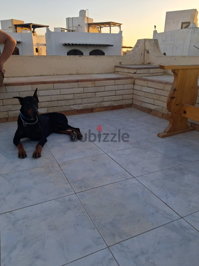 dober man 3