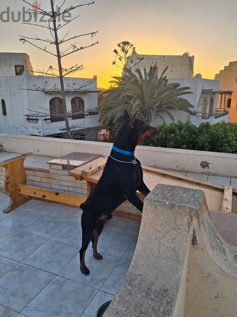 dober man 4