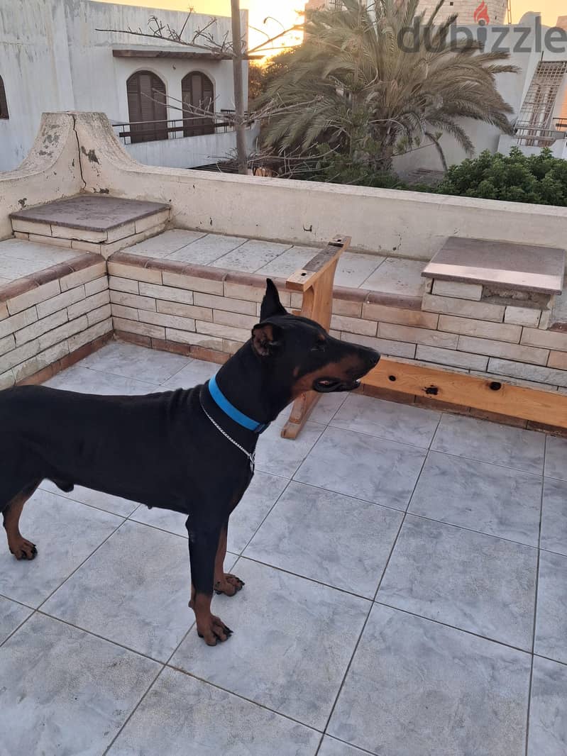 dober man 5