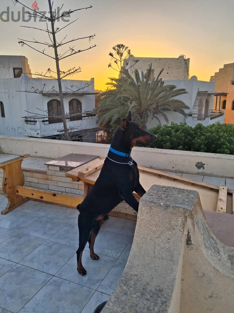 dober man 6