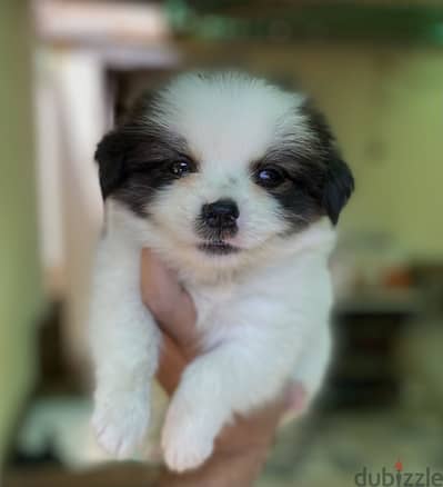 Havanese هافنيز