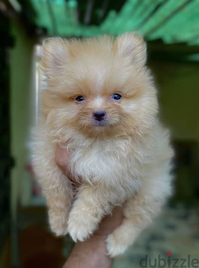Pomeranian بوميرانيان