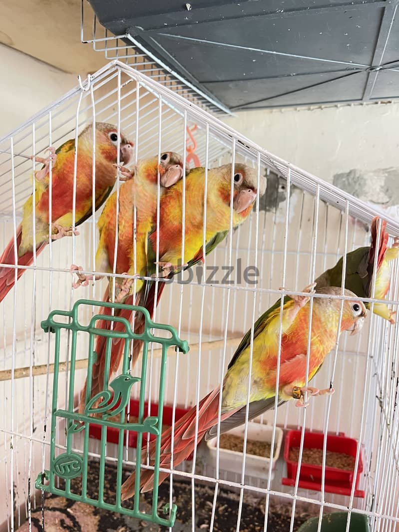 بينابول هاي ريد 2