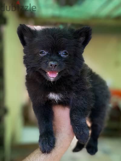 Pomeranian بوميرانيان