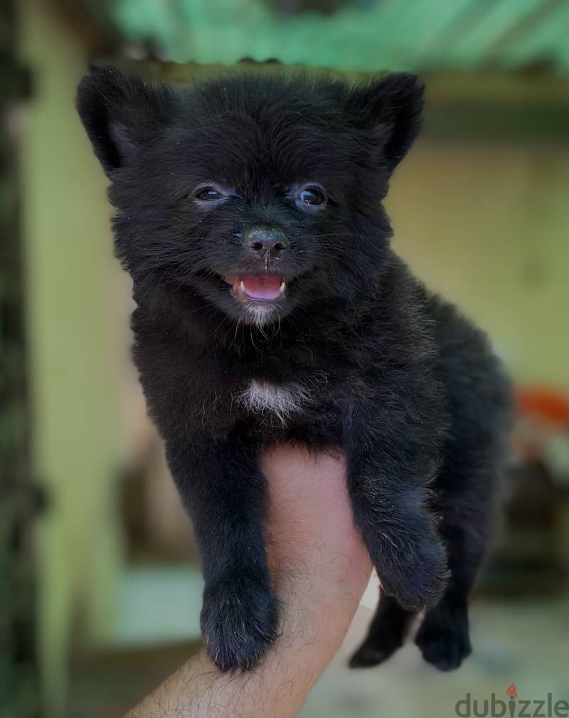 Pomeranian بوميرانيان 1