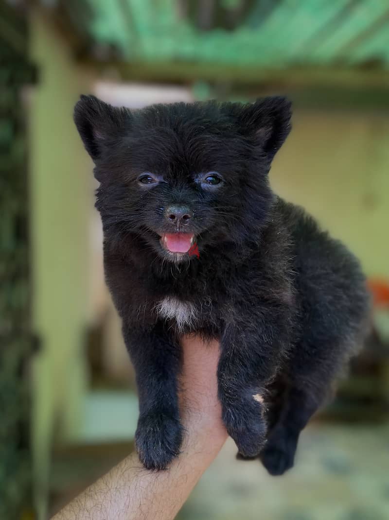 Pomeranian بوميرانيان 2