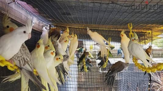 اللهم بارك متاح شبابات كوكتيل لاتينى لقطة فى المواصفات