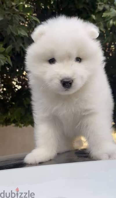 Samoyed puppy for sale