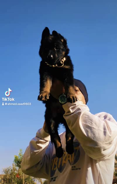 متاح خلفه جيرمن شيبرد كنج سايز دباديب وشوش مقفوله