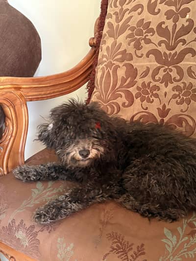 Toy poodle