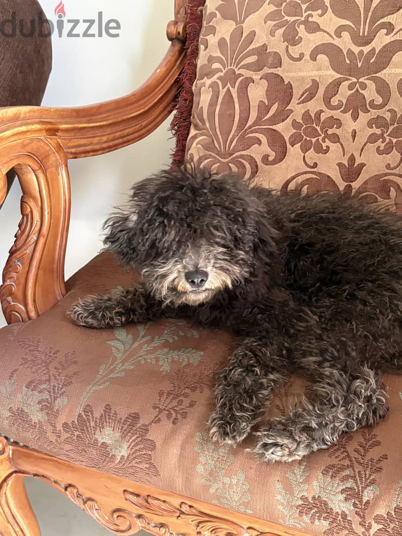 Toy poodle 1