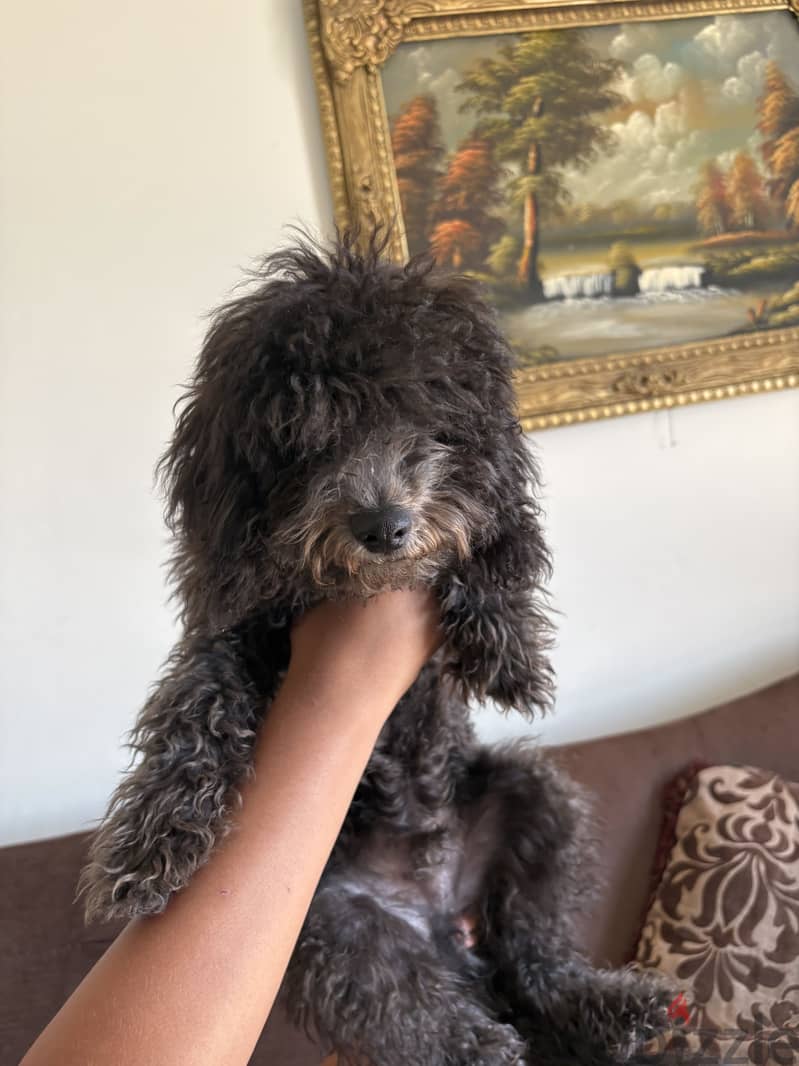 Toy poodle 2