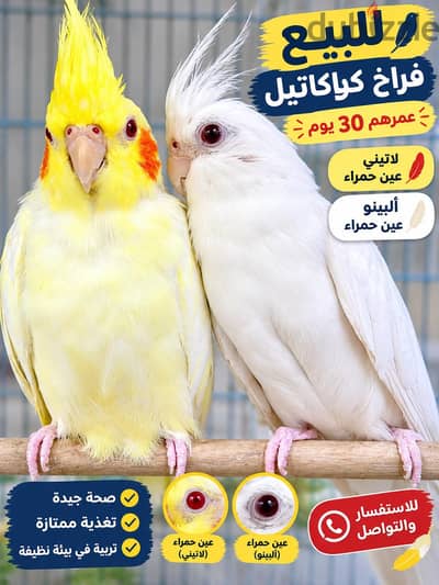 لهواه التدريب  حتتين كوكتيل تاكيل يدوي