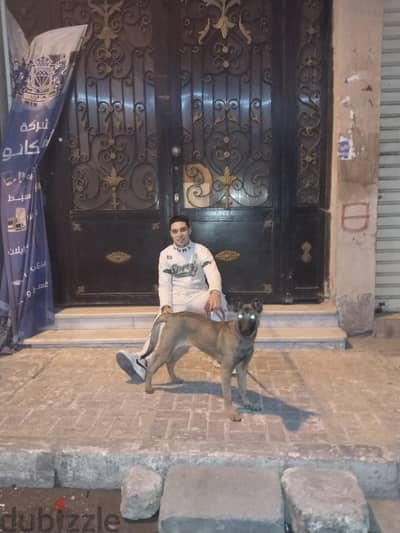 كلب مالينو شعبي للبيع
