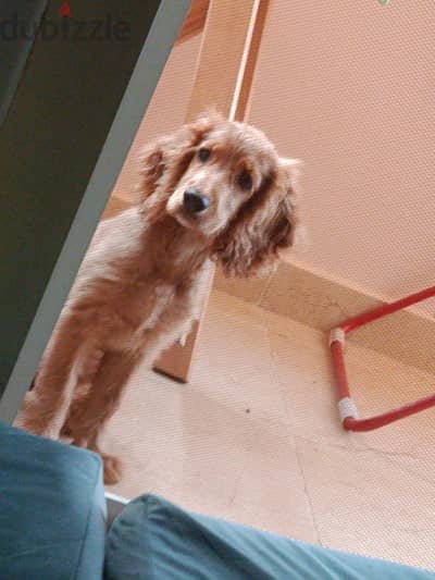 spanish golden