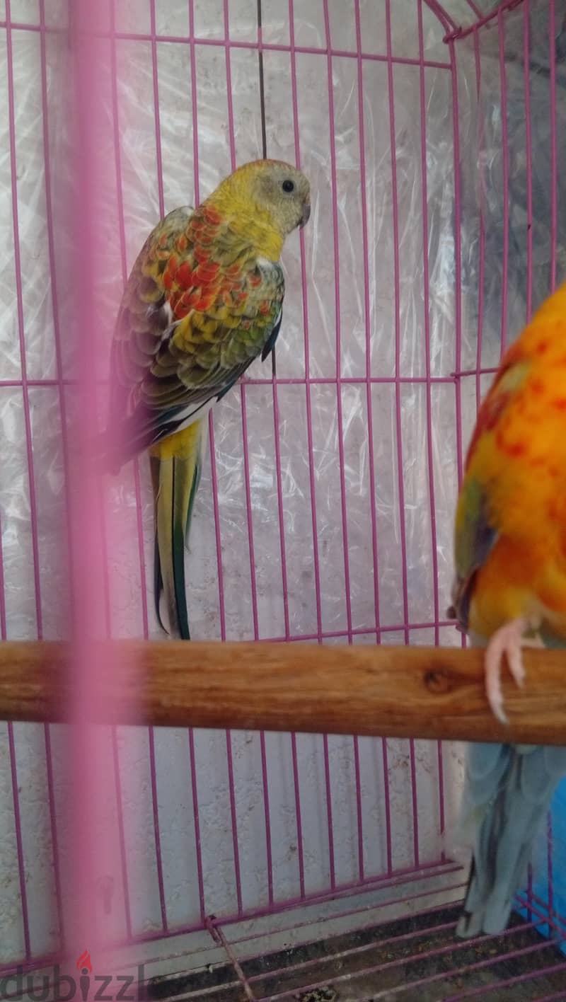 قص ريدرام 1