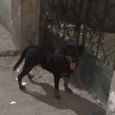 نتايه روت
