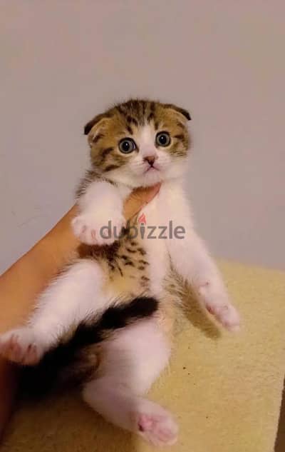 سكوتش فولد كيتن