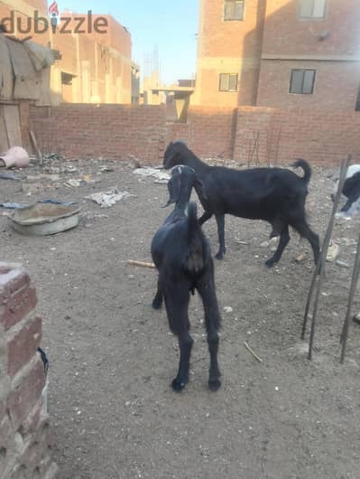 معزه ام ودحر ونتائجه ولدها كبار